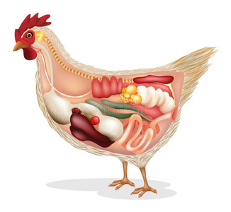 鸡的构造 器官图片