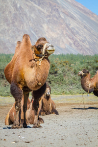 努布拉山谷的骆驼