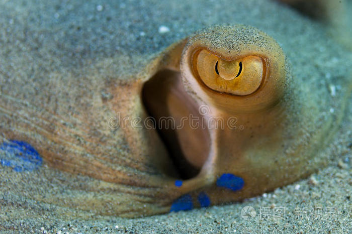 水下照片蓝斑黄貂鱼的眼睛