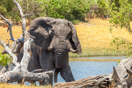 巨大的非洲象