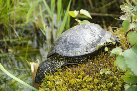 欧洲池塘龟