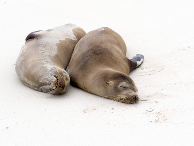 对海狮, Zalophus californianus wollebaeki, 在海滩上, 圣 Cristobal, 加拉帕戈斯