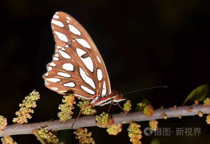 栖息海湾川贝蝴蝶在晚上.这些漂亮的棕色蝴蝶是常见的美国亚热带地区