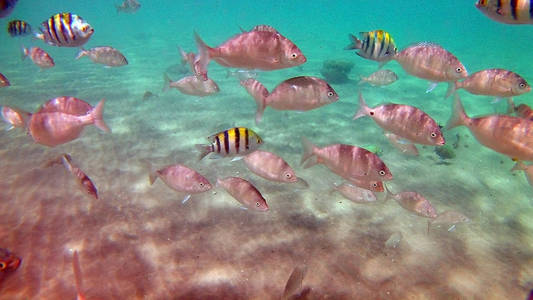 鱼外科 Akantnuridae，鲷和周围明亮的彩色珊瑚礁在红海中，格达，阳光，海浪，在水下游泳