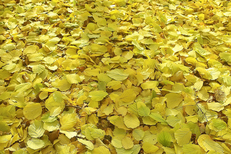 秋天的背景, 黄色的叶子从树上落下
