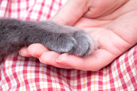 蓬松的灰色小猫爪子在妇女的棕榈,手照片