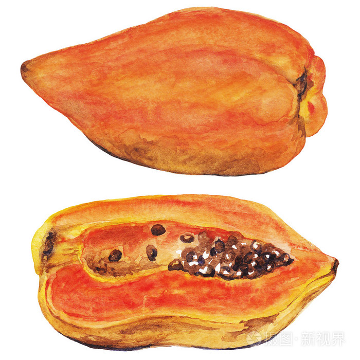 手绘水彩木瓜.插图