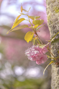 美丽的赏花党与 Asukayama 公园的粉红色樱桃花在日本东京的北区