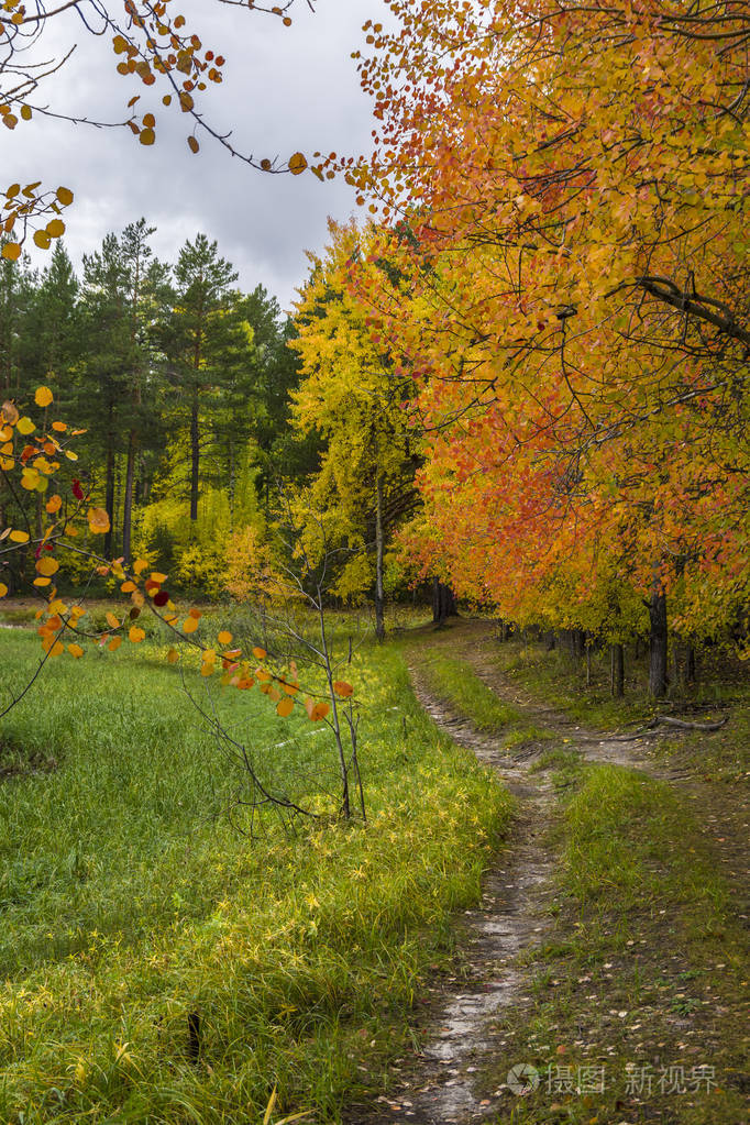 秋天的森林风景, 所有的秋天的颜色, 和多云的天空