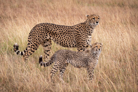 猎豹和幼崽站在一起互相镜像