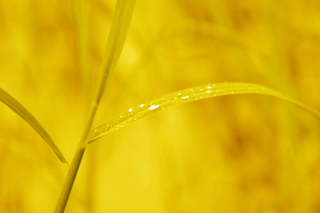 雨滴水露水美丽的叶子草自然新鲜的背景自然黄金黄色