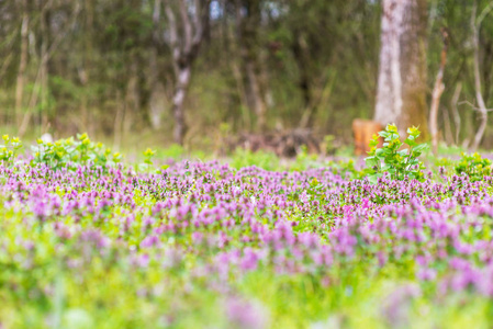 森林草甸在春天, 与狂放的紫色和白色花