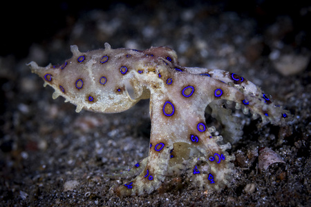 椰子章鱼(amphioctopus 黄杨与 眼睛特写黑色背景照片
