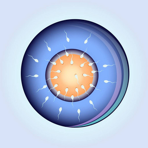 精子移动到卵向量的繁殖的例证。显微镜下的精子