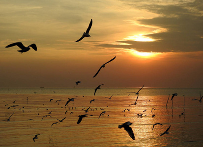剪影海鸥鸟在日落在泰国飞行