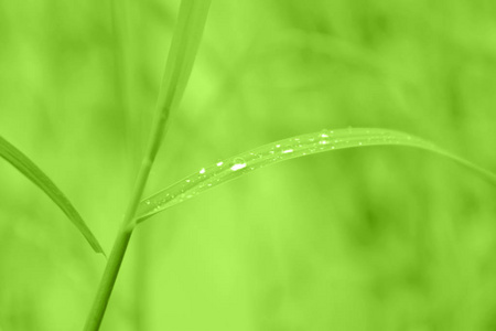 叶子草绿的雨滴露水美丽