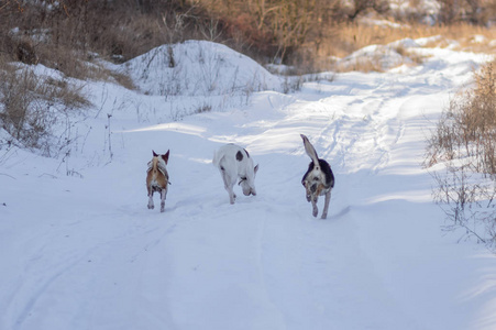 三只狗 Basenji 左和两只混合犬 在阳光明媚的冬日, 在一条乡间小路上互相追逐。