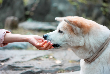 日本狗秋田犬吃女人手