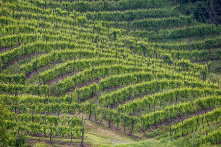 风景如画的丘陵与葡萄园的普罗塞克波光粼粼的葡萄酒地区在科内利亚诺瓦尔多比亚德尼意大利