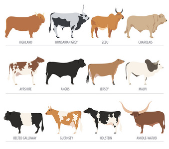 养牛。牛，公牛繁殖图标集。平面设计
