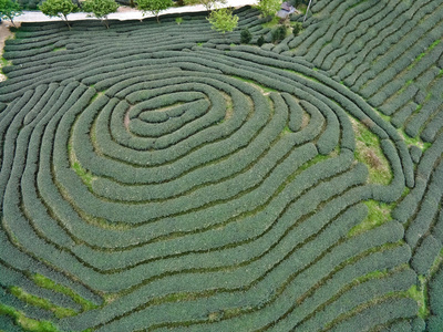 在山地茶园景观空中摄影图片