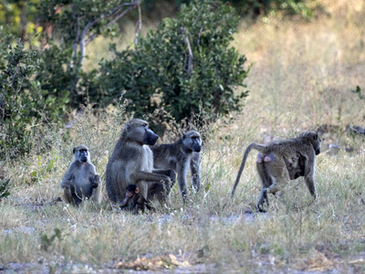 南非大狒狒, Papio ursinus griseipes, 由湖, 保留 Bwabwata, 纳米比亚