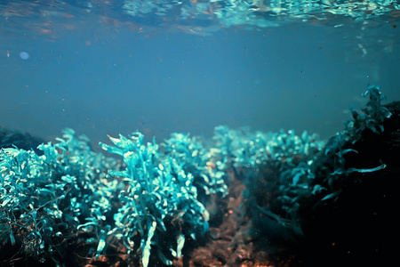 水下景观透明湖泊淡水生态系统异常景观