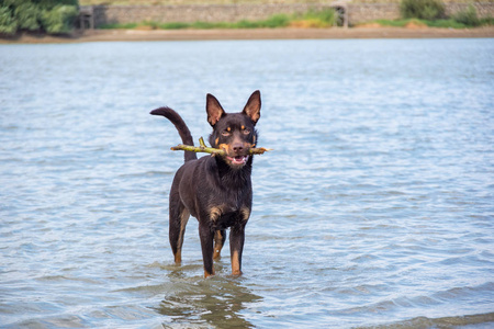 澳大利亚 kelpie 的狗在沙子和河里玩耍