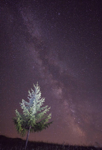 美丽的夜空与银河超过孤独的冷杉树