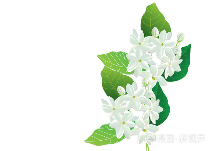 插画 在绿色背景上的茉莉花,白花.对象或背景.eps