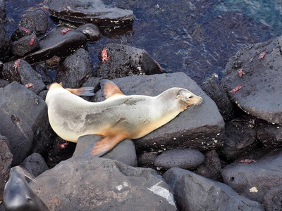 海狮, Zalophus californianus wollebaeki, 在岩石上休息, San Cristobal, 加拉