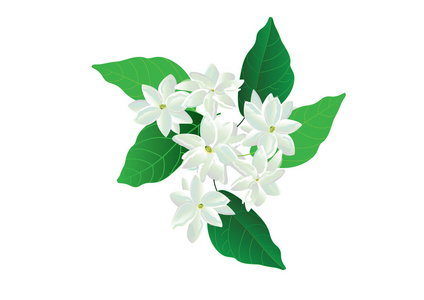 在绿色背景上的茉莉花，白花。对象或背景