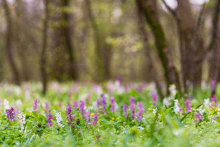 美丽的春天草甸在森林里, 野生紫色和白色的花朵, 在明亮, 宜人, 天