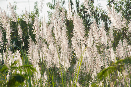 花草, 而风吹与阳光在晚上