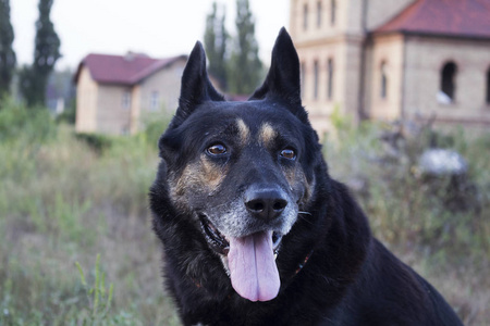 德国牧羊犬混合养殖狗关闭