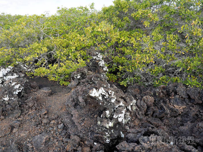 Islote 岛上的填充熔岩 Tintoreras 纪念 moonland, 加拉帕戈斯群岛, 厄瓜多尔