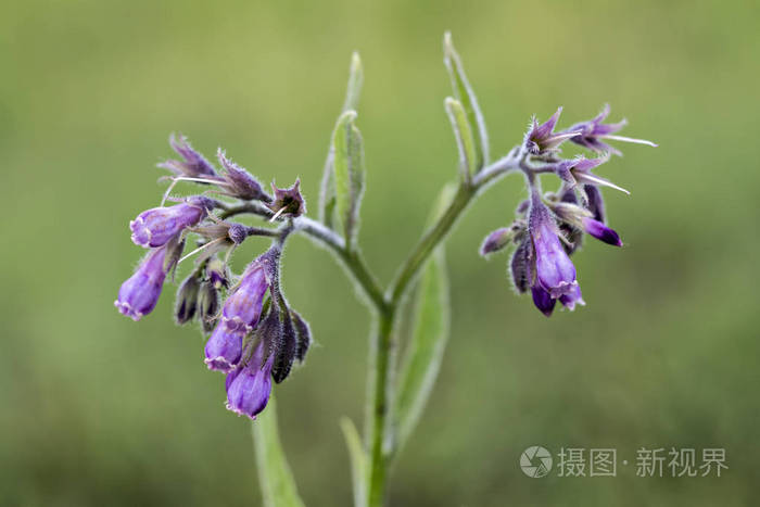 健康的紫草花与叶子 Symphytum 铁皮 在自然环境中 紫草在有机医学中的应用照片 正版商用图片0t6zz6 摄图新视界 健康的紫草花与叶子 Symphytum 铁皮 在自然环境中 紫草在有机医学中的应用照片 正版商用图片0t6zz6 摄图新视界