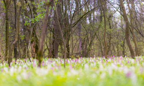 美丽的春天草甸在森林里, 野生紫色和白色的花朵, 在明亮, 宜人, 天