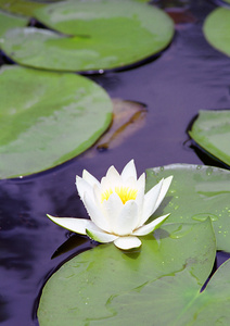 漂亮的白色水百合花卉