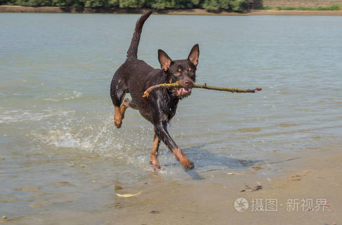 澳大利亚 kelpie 的狗在沙子和河里玩耍