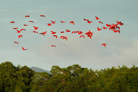 成群的红鹮飞在深绿色的树木和蓝天背景, 卡罗尼沼泽, 特立尼达和多巴哥, 加勒比