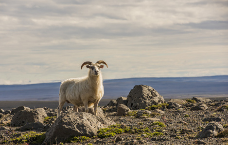 在冰岛山上的羊