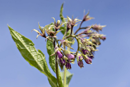 健康的紫草花与叶子 Symphytum 铁皮 在自然环境中。紫草在有机医学中的应用