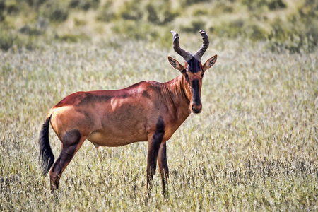 红色麋羚, Alcelaphus buselaphus caama, 卡拉哈里南非