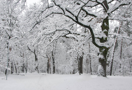 冬日公园里满是雪的小巷