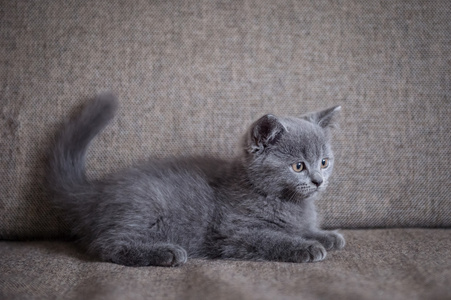英国短毛猫，小猫，在室内拍摄