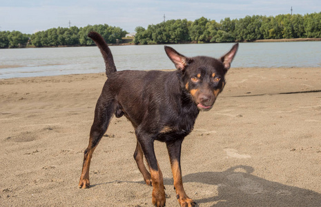 狗玩耍剪影澳大利亚 kelpie 的狗在沙子和河里玩耍照片