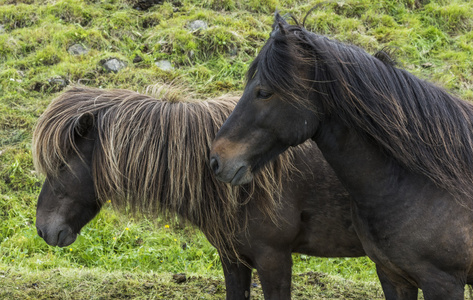 两个冰岛马的鬃毛