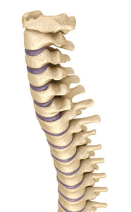 脊柱解剖，3d 渲染