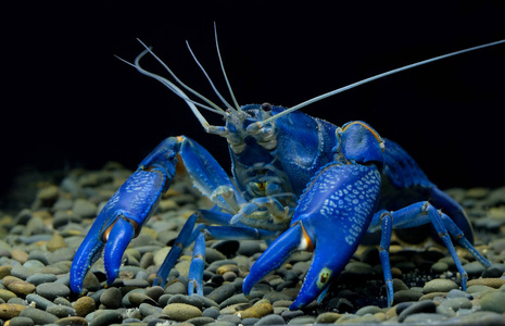 水族馆里的小龙虾红螯图片